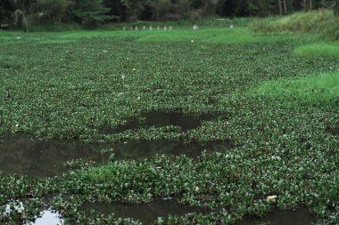 Tropik yeşil gölet manzarası ve gölet manzarası. Yaz yeşili su göleti.