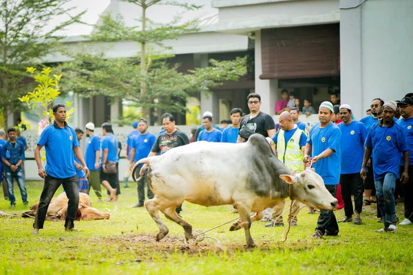マレーシア セランゴール2019年8月11日 犠牲祭 もハリ アイディラダとして知られている 犠牲祭 牛の屠殺儀式を開催することにより 毎年世界中で祝われる2つのイスラム教徒のお祝いの2番目です — ストック写真