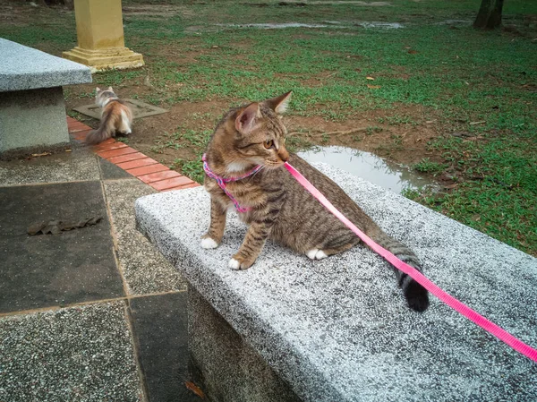 Kucing Dengan Tali Merah Muda Taman — Stok Foto