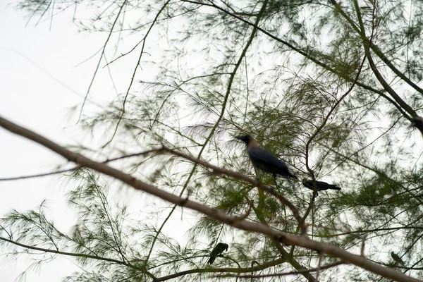 Corbeau Noir Assis Sur Arbre Vert — Photo