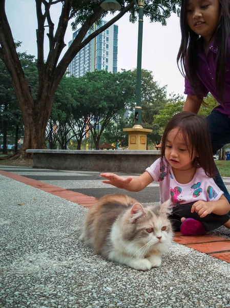 Азиатские Дети Играют Кошкой Парке — стоковое фото