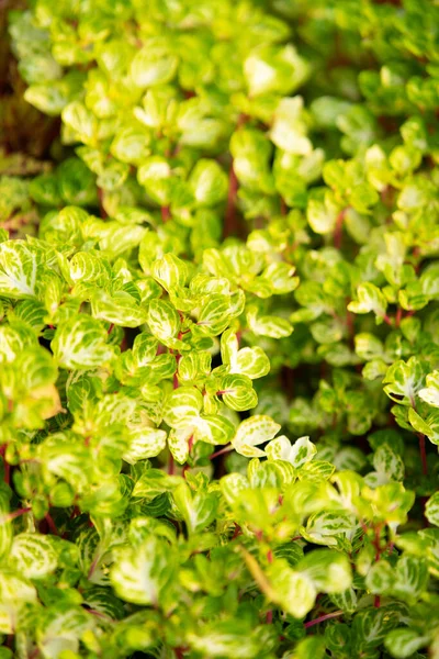 Light Green Leaves Outdoor Plant — Stock Photo, Image