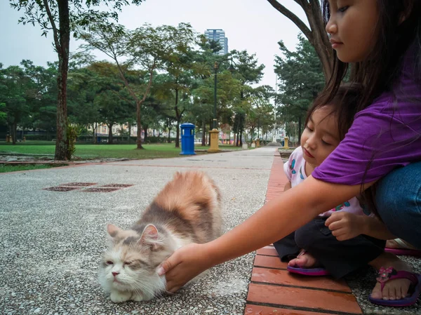 Parkta Kediyle Oynayan Asyalı Çocuklar — Stok fotoğraf