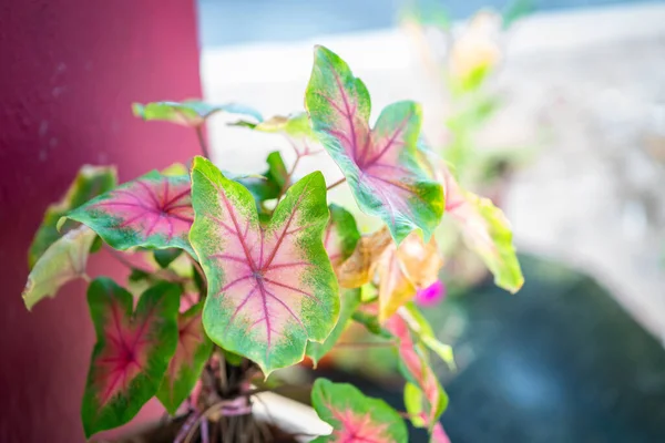 Kleurrijk Van Algonema Roze Kleur Van Blad Met Zonlicht — Stockfoto