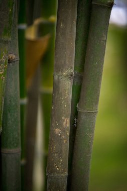 Bambu ormanı, yeşil doğa arka plan