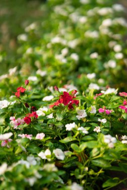 Bahçede açan çeşitli türlerdeki renkli çiçekler..