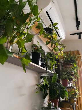 Evde yeşil bitkiler var. Yeşillik bitkisi rafı kavramı.