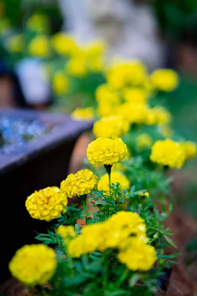 Flores Amarillas Caléndula Floreciendo Jardín — Foto de Stock