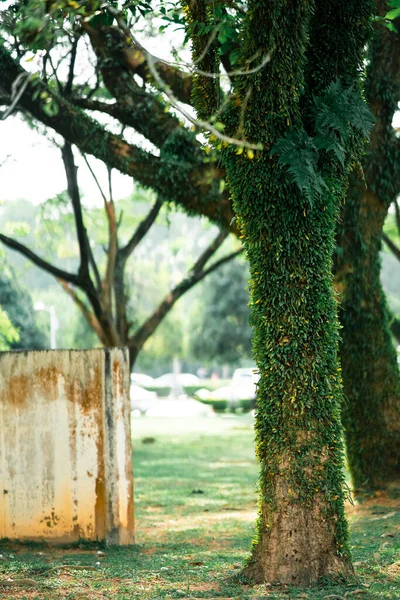 Contexte Texture Plantes Rampant Vert Poussant Sur Arbre Malaisie — Photo