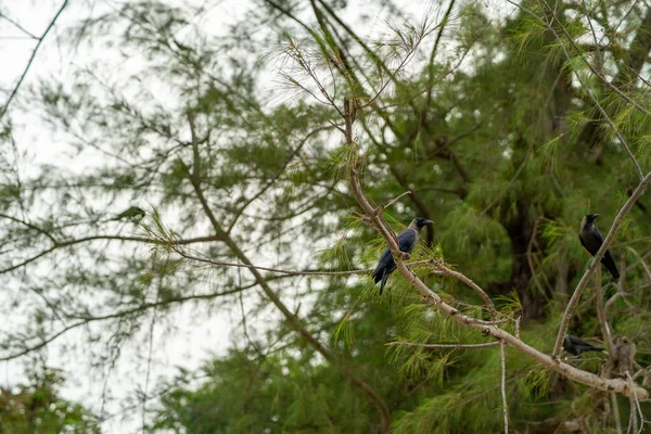 Corbeau Noir Assis Sur Arbre Vert — Photo