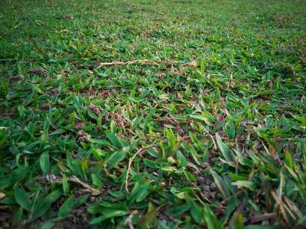 Närbild Grönt Gräs Fält Med Oskärpa Park Bakgrund — Stockfoto