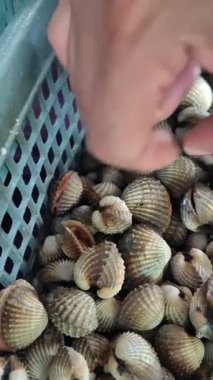 Parmaklar canlı kanlı midyelere dokunuyor ve titriyor..