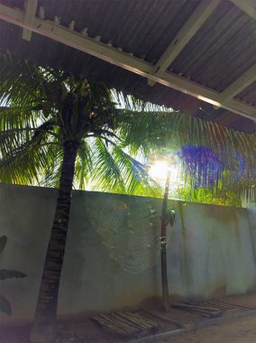 Tropikal bir köydeki hindistan cevizi ağacından gelen gün doğumu güneşi..