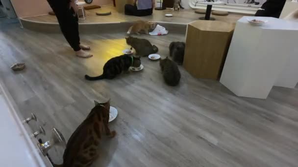 很多猫都在吃时间差 — 图库视频影像