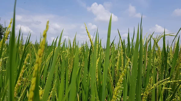 稻田长满了绿叶和稻谷 蔚蓝的天空 白云斑斑 — 图库照片