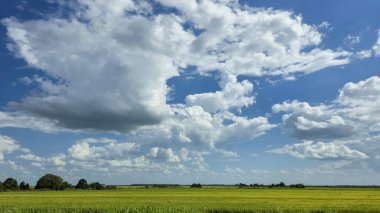 Manzaralı güzel kırsal Amerika manzarası yeşil hızlı kara ve uzak ağaçlarla çevrili mavi bir gökyüzünün altında canlı yeşil bir tarlaya sahiptir. Parlak Alan Üzerinde Kabarık Bulutlarla Açık Kırsal Gökyüzü