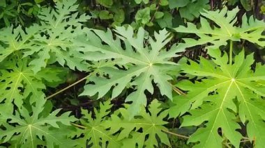 Canlı papaya yaprakları bu yakın plan doğa görüntüsünde verimli tropikal bir hava yaratır. Doğa, bahçe ve botanik temaları için ideal. Taze yeşillik ve ayrıntılı havalandırma..