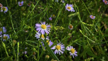 Sarı merkezli mor papatyalar yemyeşil bir çayırda çiçek açarlar. Neşeli, huzurlu bir bahar sahnesi. Doğa, bahçe ve tazelik temaları için mükemmel..