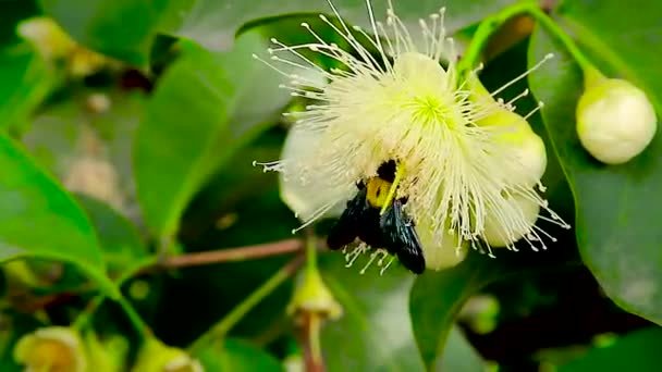 Zimmerbienen Ernähren Sich Von Pollen Und Nektar Blüten Und Blätter — Stockvideo