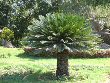 Parkın bahçesindeki büyük yeşil ağaç