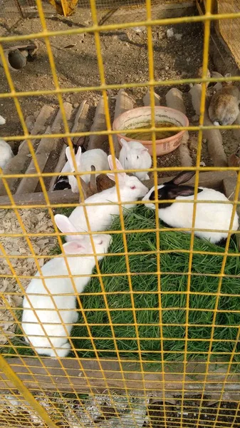 Красиві Кролики Всередині Клітки Травою Їжі Зоопарку — стокове фото