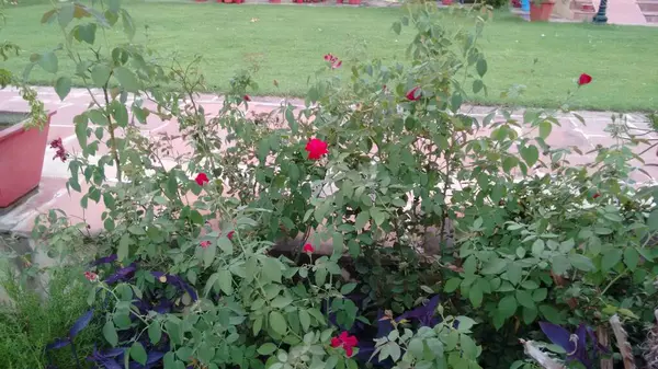 Linda Rosa Vermelha Flores Dentro Jardim Resort Índia — Fotografia de Stock