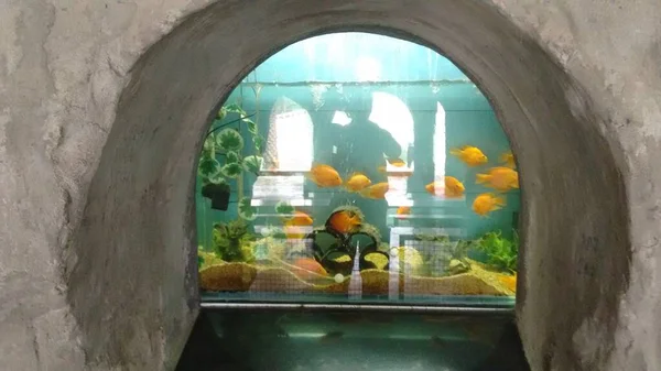 水の中に黄色の魚と美しい魚の武器 — ストック写真