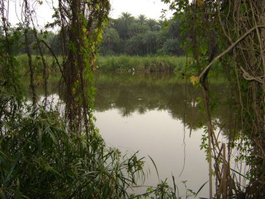 Beyaz sığırlar parktaki su gölünde hevesli.