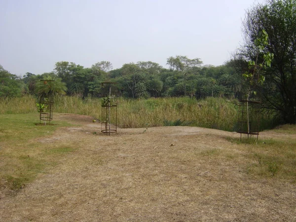 Small Green Forest Many Green Trees Outdoor Park — Stock fotografie