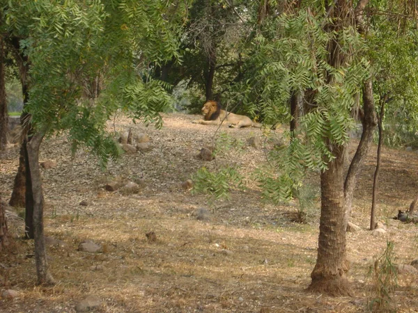 公園内の動物園の地面に大きなライオンの座席 — ストック写真
