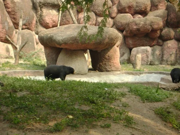 Big Black Bear Zoo Closed Yard Trees Stone — Stock Fotó