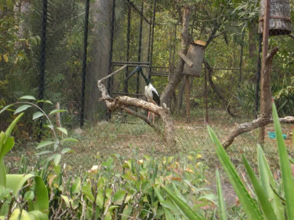 緑の木々に囲まれた公園の大きな閉じた檻の中に長いくちばしを持つ鳥 — ストック写真