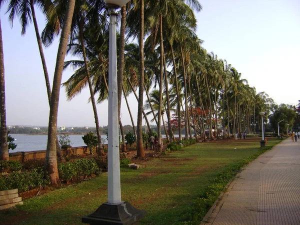 Nice View Tall Green Coconut Trees Walking Footpath Lake India — Stock Photo, Image