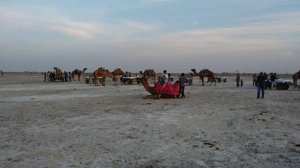 Hindistan 'ın Gujrath kentindeki Kutch' un turistik yerinin güzel manzarası deve sürüşlü turistler için.