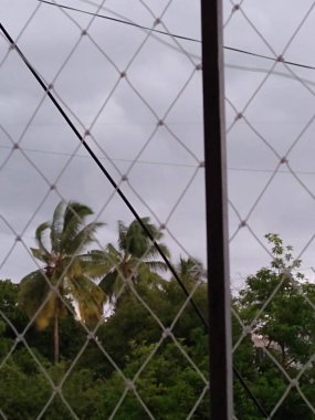 Gökyüzünde bulutlar olan uzun ağaçların güzel manzarası.