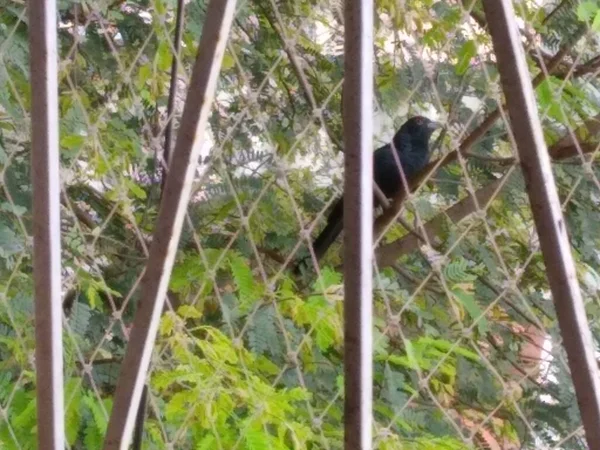 Відомий Співочий Птах Чорного Кольору Сидить Дереві — стокове фото