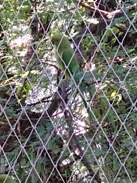 Красивий Зелений Папуга Червоним Дзьобом Сидить Дереві — стокове фото