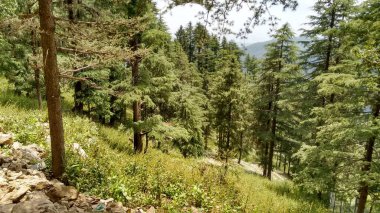 Yamaçta ağaçlar ve dağ manzaralı güzel orman manzarası.