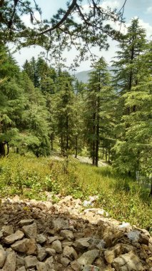 Büyümüş ağaçlar ve mavi gökyüzü ve beyaz bulutlarla dolu dağ manzaralı güzel bir orman manzarası.