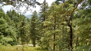 Güzel yeşil orman manzaralı, uzun ağaçlar, çimenler ve dağ manzaralı.