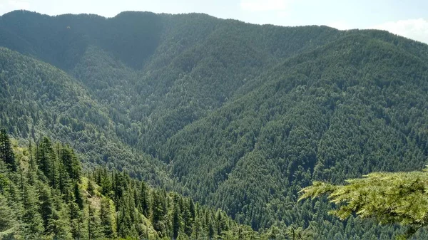 Piękny Widok Gęstego Lasu Górze Shimla Indiach — Zdjęcie stockowe