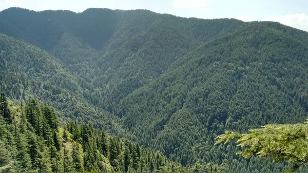 Krásný Výhled Hustý Les Hoře Shimla Indii — Stock fotografie