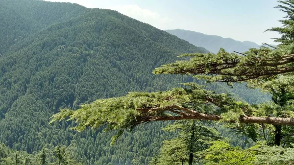 Krásný Výhled Hustý Zelený Les Hoře Shimla Indii Výhledem Hory — Stock fotografie