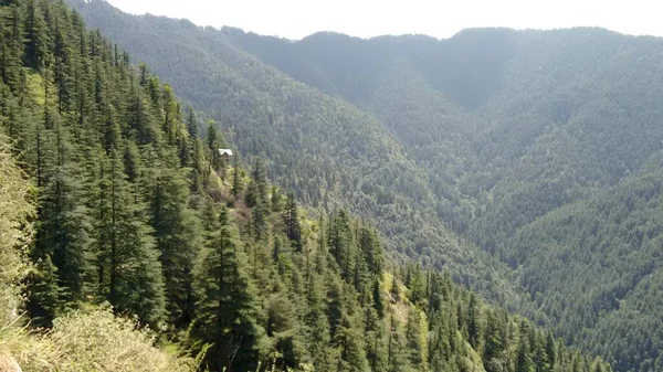 Krásný Výhled Zelený Les Údolí Shimla Indii — Stock fotografie