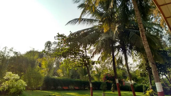 Belle Vue Paysage Sur Jardin Avec Herbe Verte Cocotiers — Photo