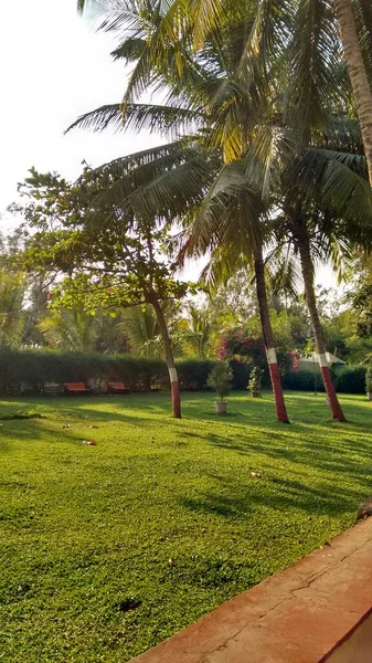 Hermosa Vista Panorámica Del Jardín Con Bonitos Cocoteros India — Foto de Stock