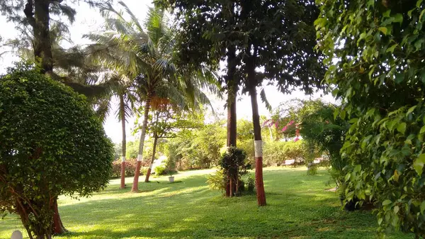 Bela Paisagem Vista Grande Jardim Com Coqueiros Agradáveis — Fotografia de Stock