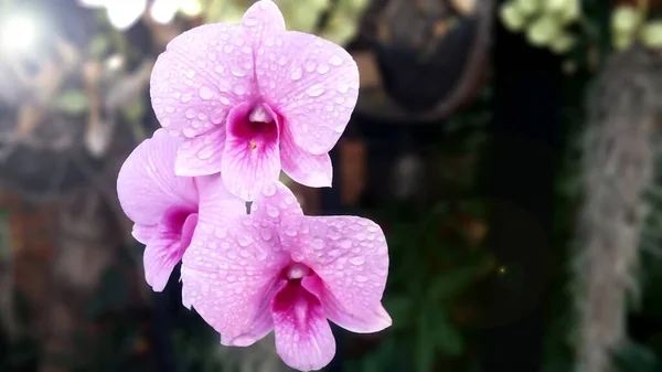 Blurred Background Orchid Dendrobium Pink Flowers Soft Style Green Leaves — Stock Photo, Image