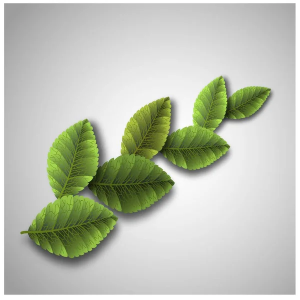 Realistic green leaves for decoration design. Vector decorative object. Botanical background. Interior decoration. Realistic vector. — Archivo Imágenes Vectoriales