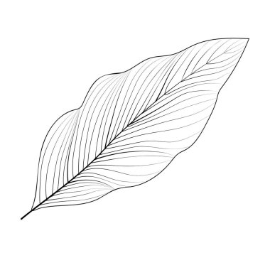 Dekoratif tasarım için gri yapraklar. Beyaz arka plan, izole. Dekoratif unsur. Vektör illüstrasyonu